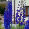 Delphinium Pagan Purples